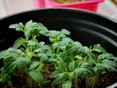 Подготовка к огородному сезону: Как выбрать идеальный грунт для рассады томатов и перцев