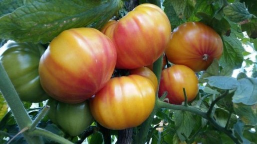 Томат Гамильтон: секреты успешного выращивания и невероятные вкус