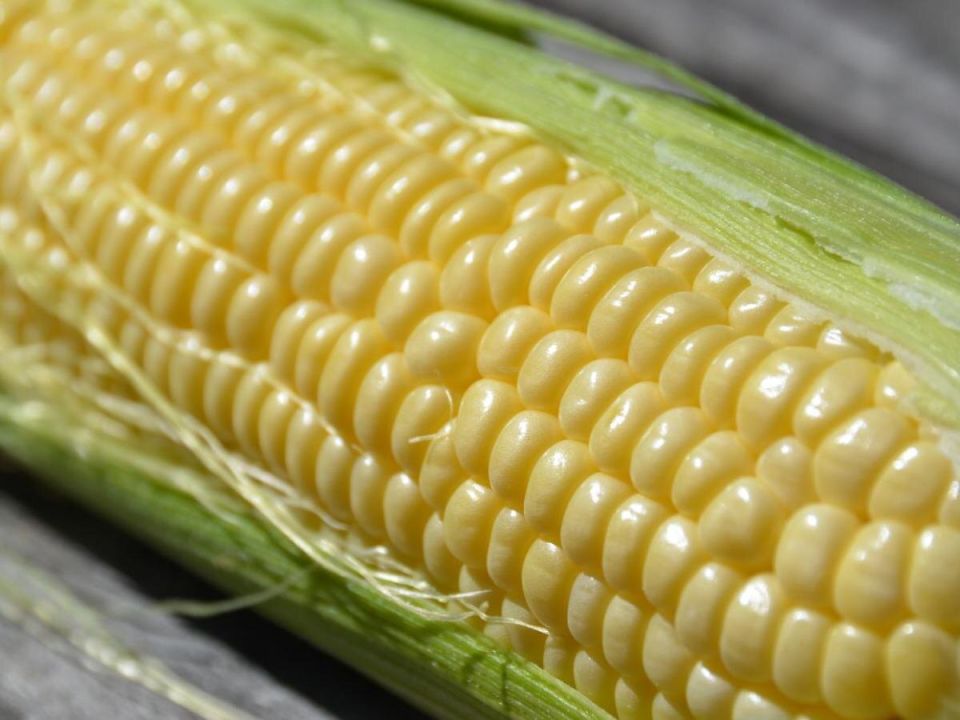 Кукуруза растёт как на стероидах — 5 простых приёмов, чтобы початки кормили, а не пугали