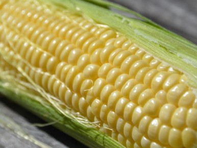 Кукуруза растёт как на стероидах — 5 простых приёмов, чтобы початки кормили, а не пугали