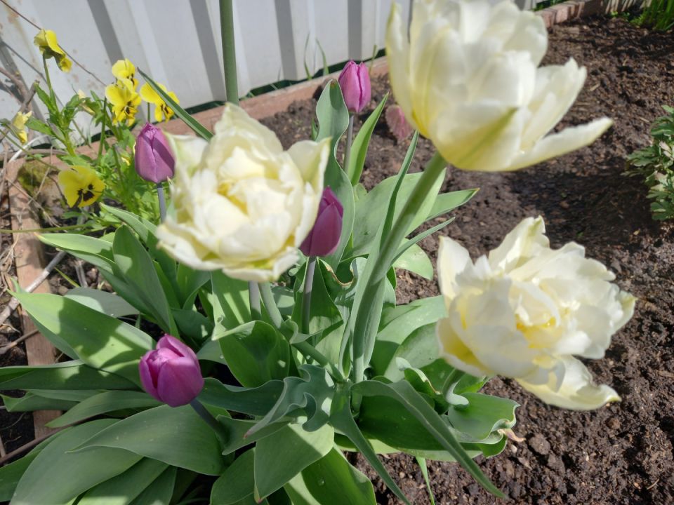 Почему картошка в деревне лучше, чем грядки на приусадебном участке