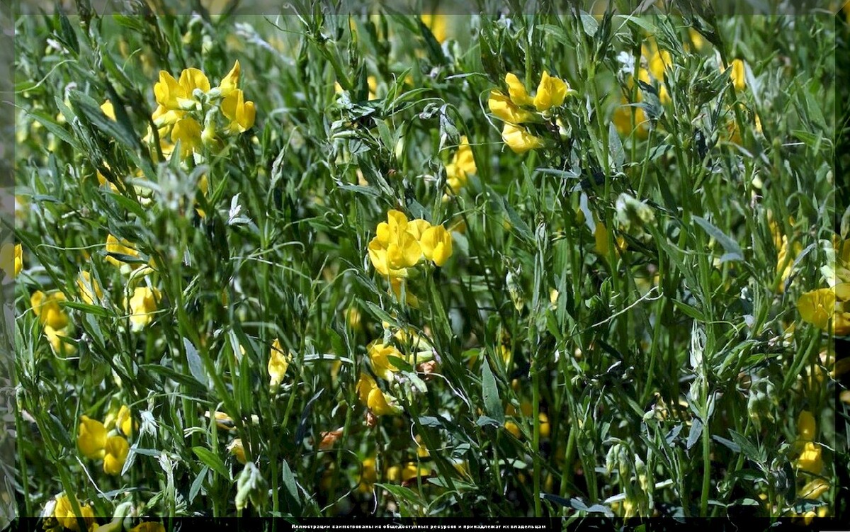 Секреты успешного огородничества: важные советы для дачников