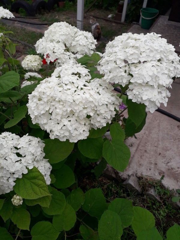 5 осенних шагов, чтобы гортензия поразила пышным цветением: простой план и мой опыт
