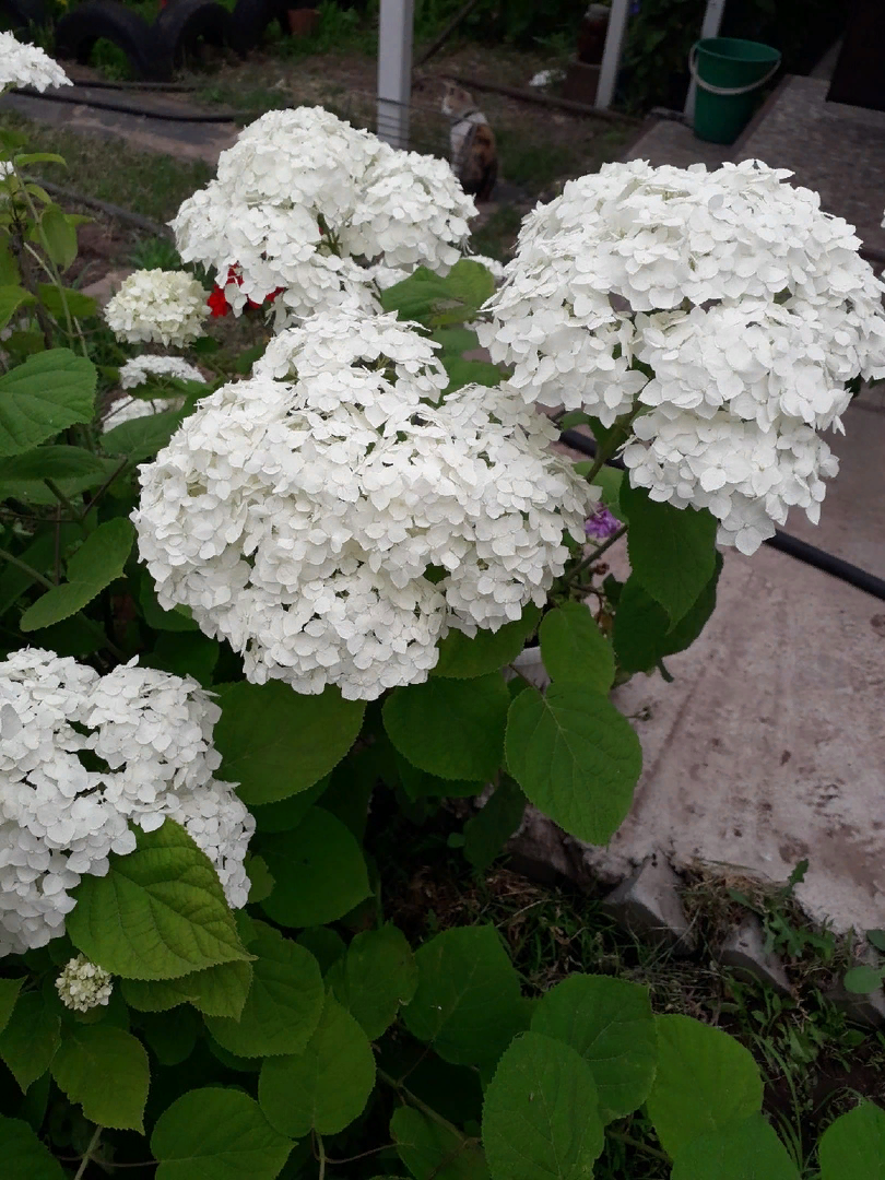 5 осенних шагов, чтобы гортензия поразила пышным цветением: простой план и мой опыт