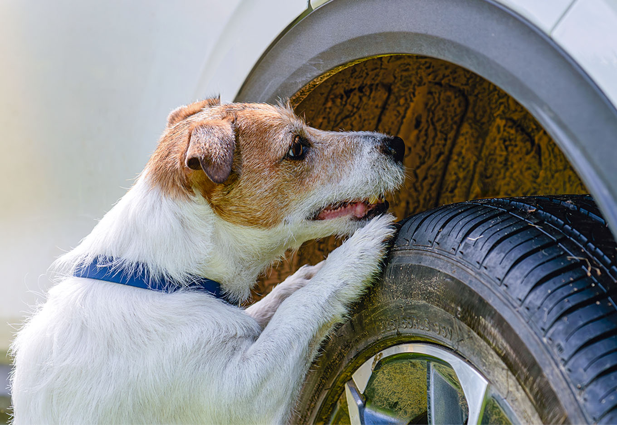 Кто заплатит за погрызенную машину? Как взыскать ущерб с мэрии за действия бездомных собак