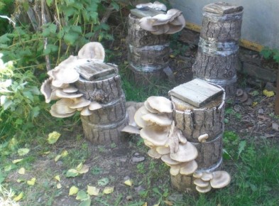 Выращивание вешенок в домашних условиях: пошаговое руководство