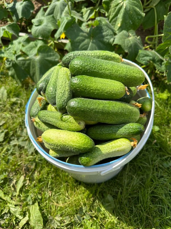 Огурцы с красной смородиной: неожиданный вкус лета в каждой банке