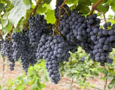 Искусство обрезки винограда: пошаговое руководство для начинающих