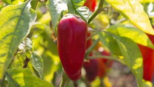 ��� ��������� ������� ���������� ����� � ����������� ������ �����