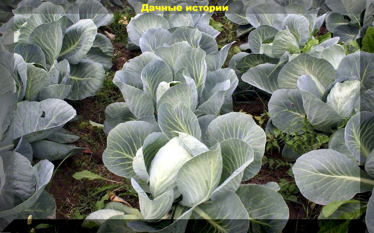 Как вырастить капусту: секреты, которые изменят ваш урожай навсегда