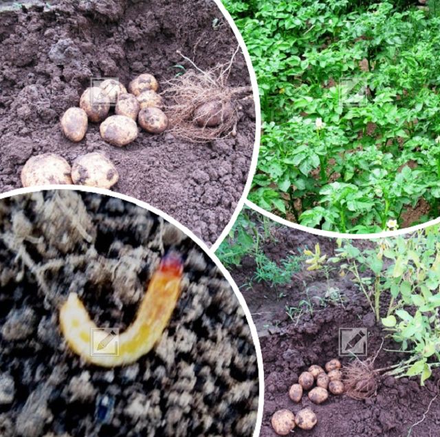 ��� ���������� �� ������������: ������� ������� ��� ������ �������