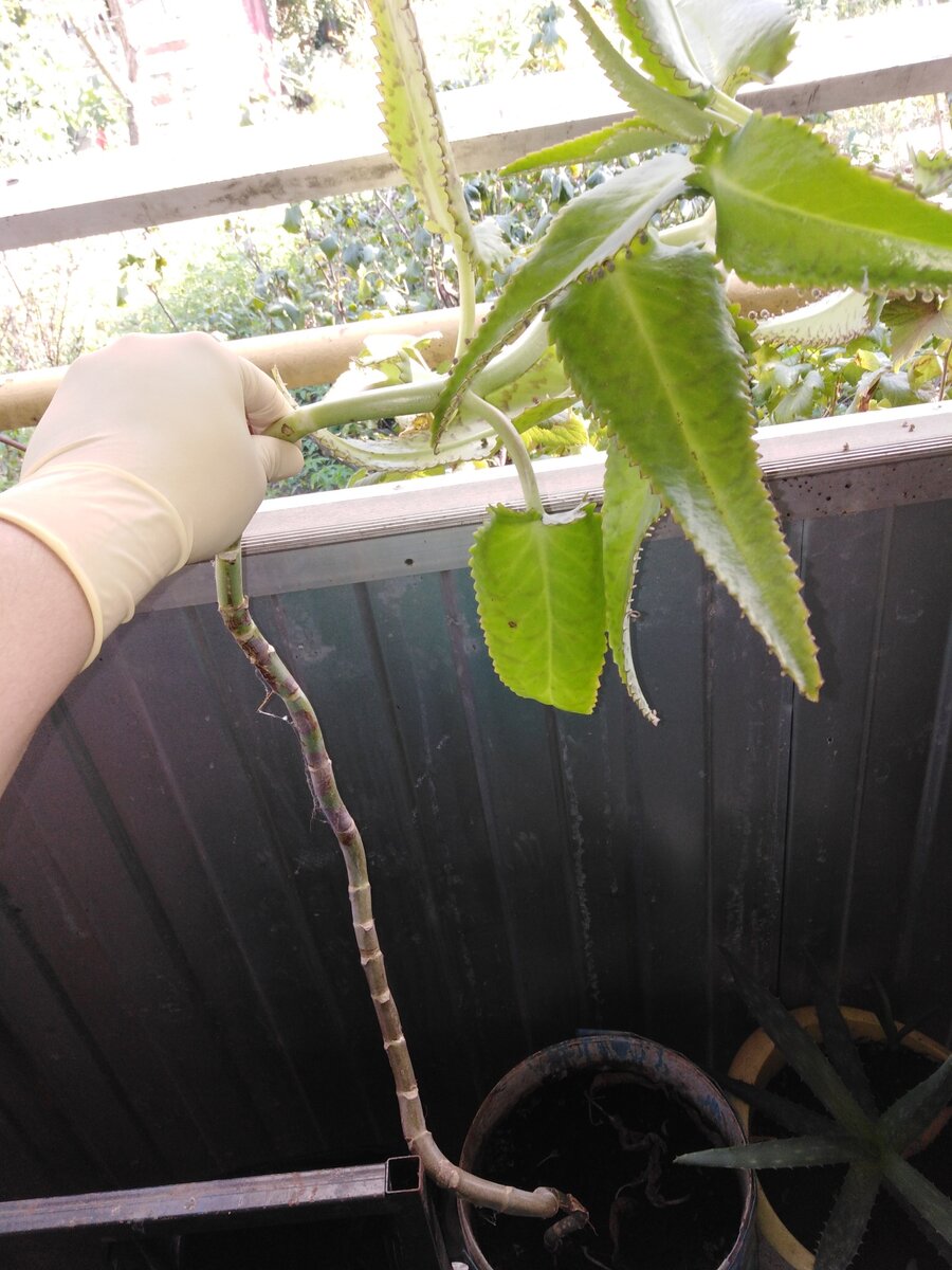 Комнатные растения в борьбе с простудами: сила алоэ и каланхоэ