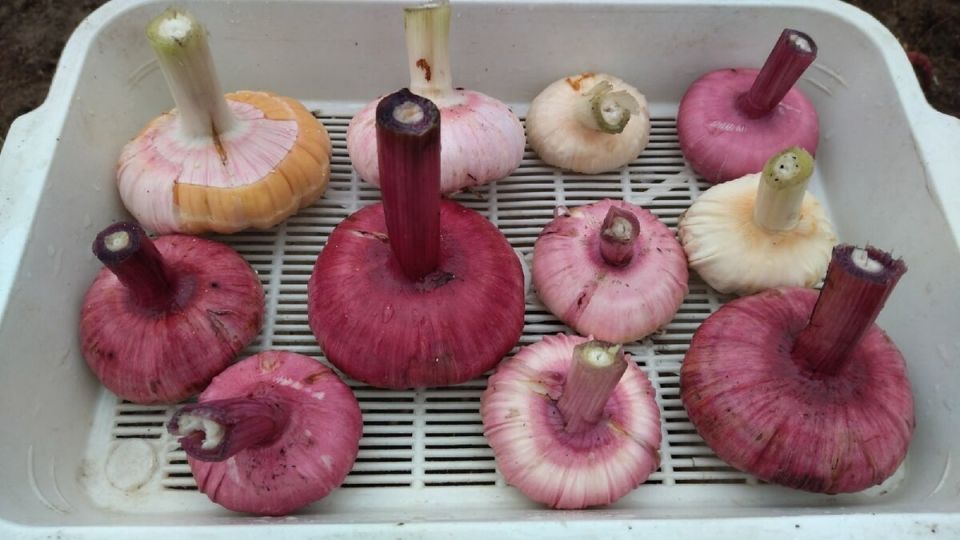 ��������� ���� �������� ����������� � ������� ������� ������� ������������