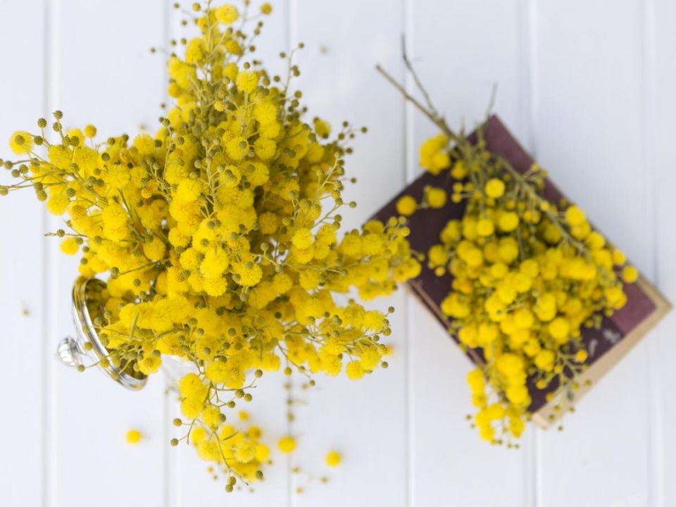 Природное средство для защиты от клещей: как настой пижмы поможет вам