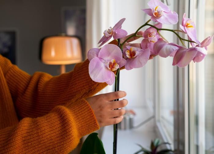 Как заставить орхидеи цвести круглый год: один секрет, который сработает