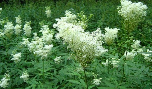 Очарование лабазника: как украсить сад великолепием "Красных зонтиков"