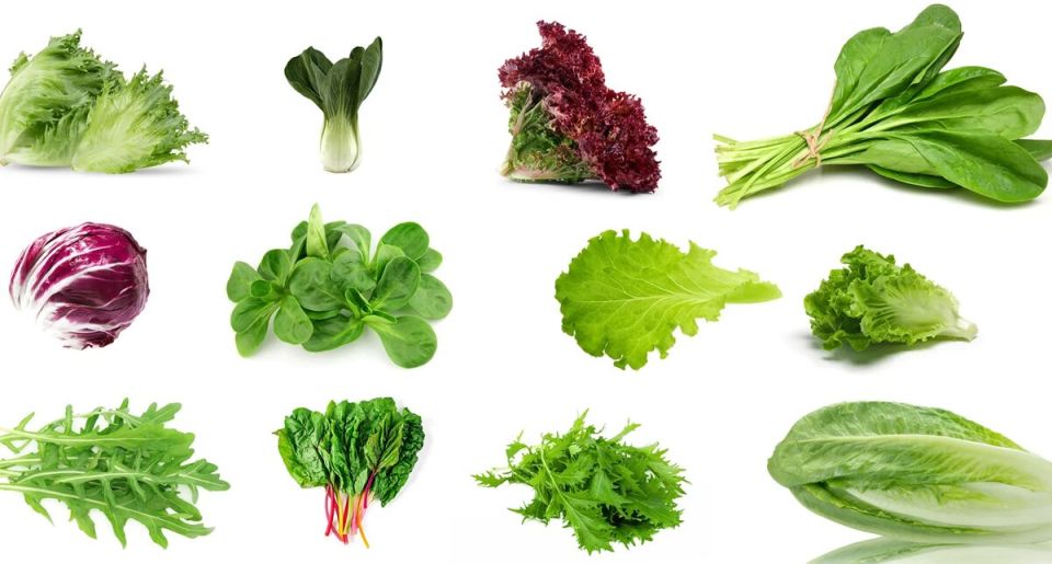 Зеленые салаты: разнообразие и секреты употребления