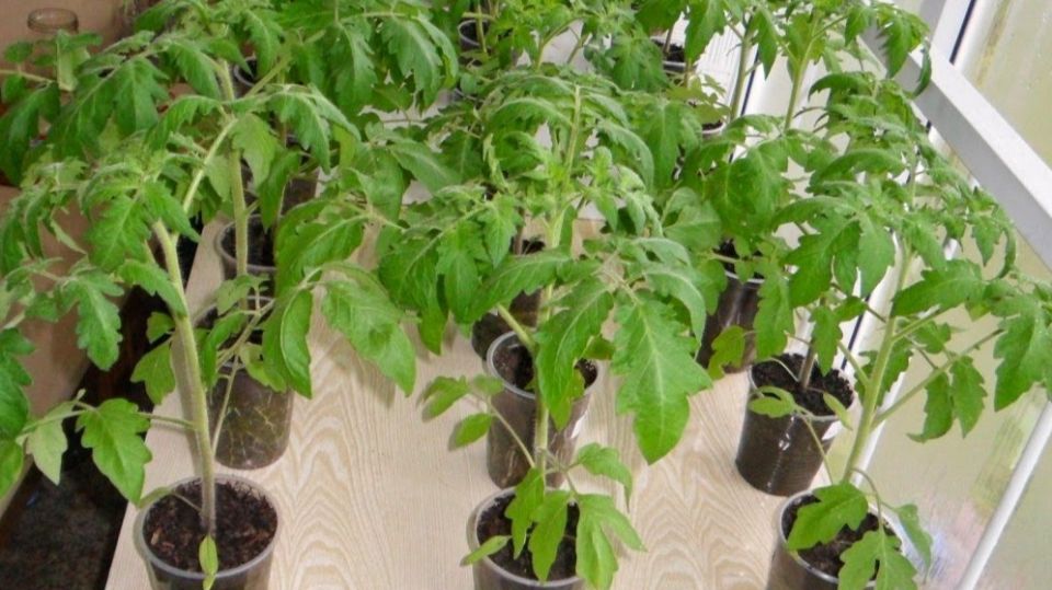 Как старинный метод помогает вырастить крепкую рассаду без химии