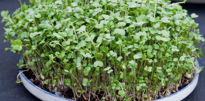 Как вырастить 8 видов микрозелени дома и добавить витаминов в свою жизнь