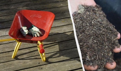 Как спасти растения зимой без снега: неожиданные секреты успеха