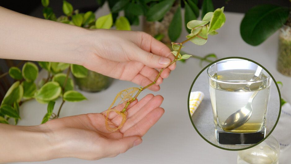 ��� �������� ���� ������ �������� � ������� ����������� �������