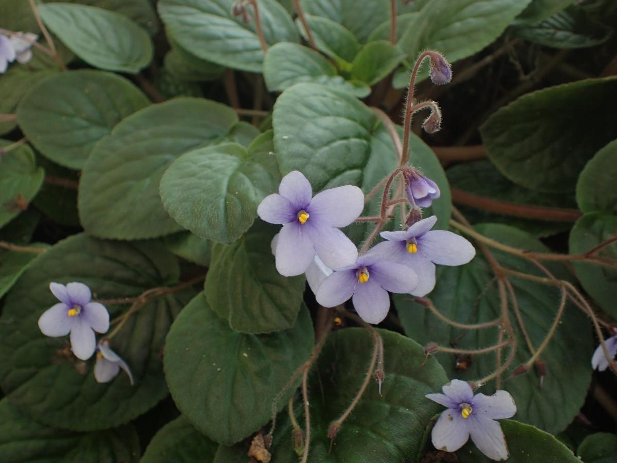 Спальня в окружении зелени: 5 растений для уюта и здоровья