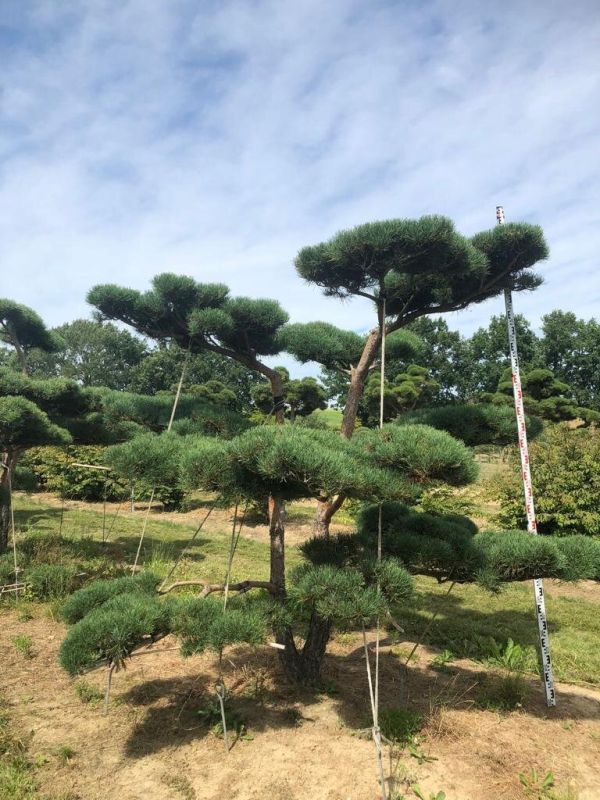 ����������� ������: ��������� ������������ �������� � ����� ���������