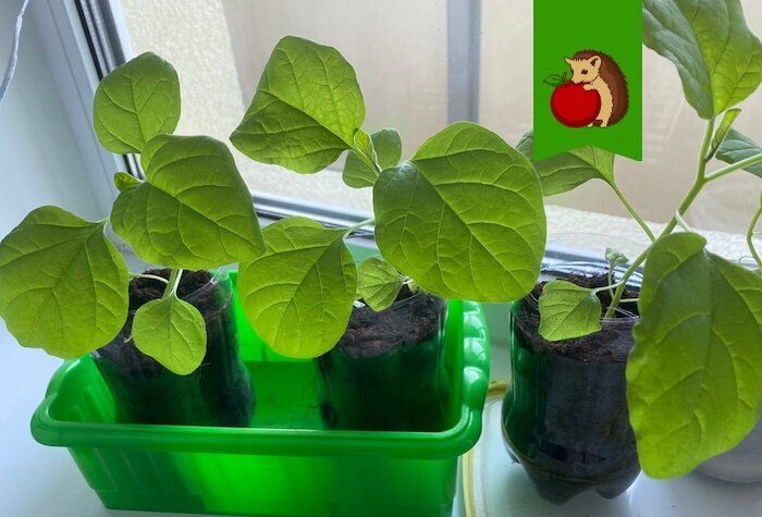 ��� ��������� �������� ������� ����������: ��� �������� ������