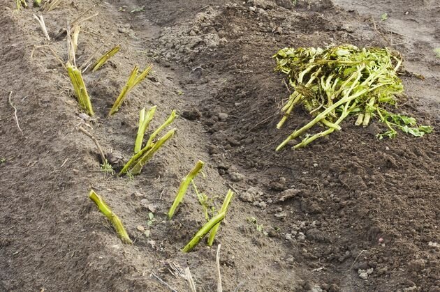 Стоит ли убирать ботву картофеля перед harvest? Все нюансы