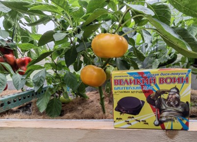 ������� � ������� �� ��������: ��� �� ����� ����������� �� �������