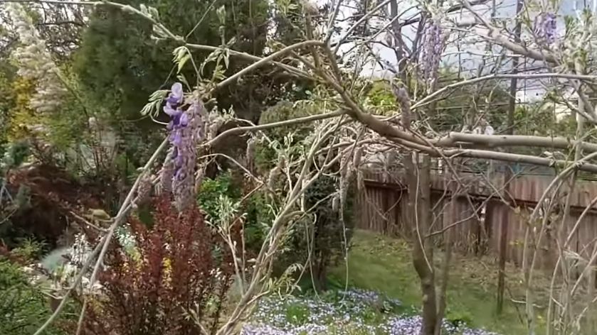 Соседка дала урок: как сэкономить на садовых растениях без заморочек