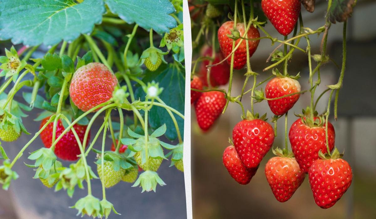 Выращивание клубники в квартире: секреты получения урожая круглый год