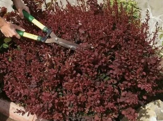 ��� ��������� ����������� ����� ��������� ��������: ������ �� �������