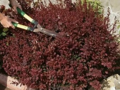 ��� ��������� ����������� ����� ��������� ��������: ������ �� �������