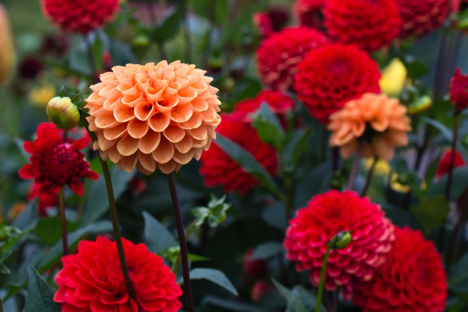 ��� ��������� ������������� �������� � ������� ��� ������� ��������