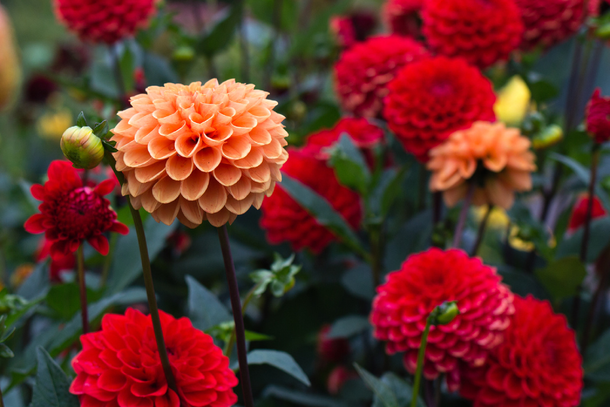 Как правильно подкармливать георгины в августе для долгого цветения