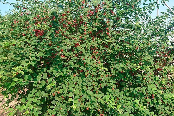 ����������� ����� ��������� ����� ����� � ������� � �����������