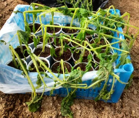 На сколько раньше можно высаживать рассаду в теплицу?