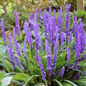 Лириопе: эффектный многолетник для вашего сада