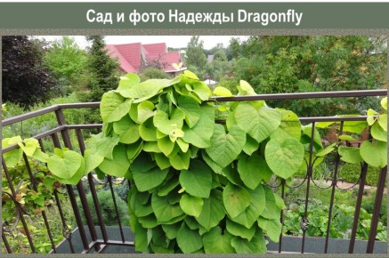 ��������: ������������ ����� ��� �������� �����