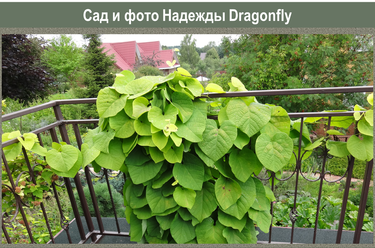 Кирказон: экзотическая лиана для северных садов