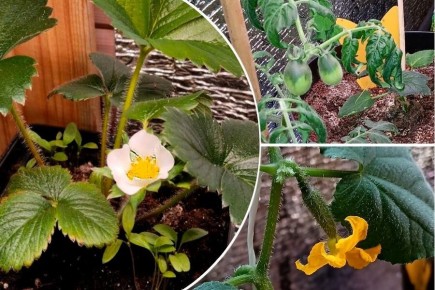 Зимний огород на подоконнике: что вырастить в январе