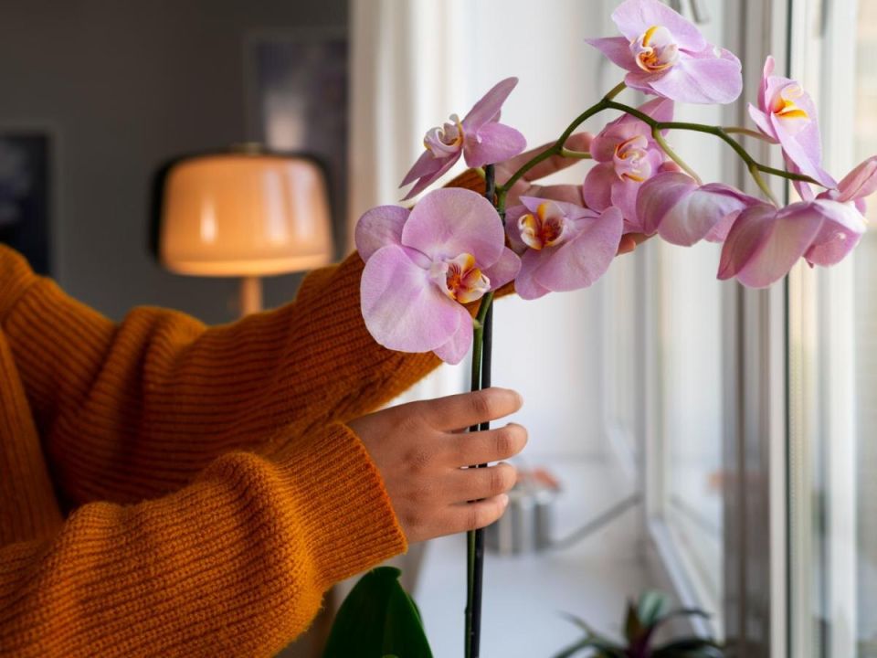 Почему опадают цветы у орхидей: основные причины и советы по уходу