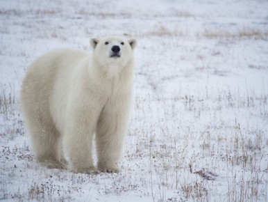 Учёные представят результаты 15-летних наблюдений за белым медведем в Российской Арктике