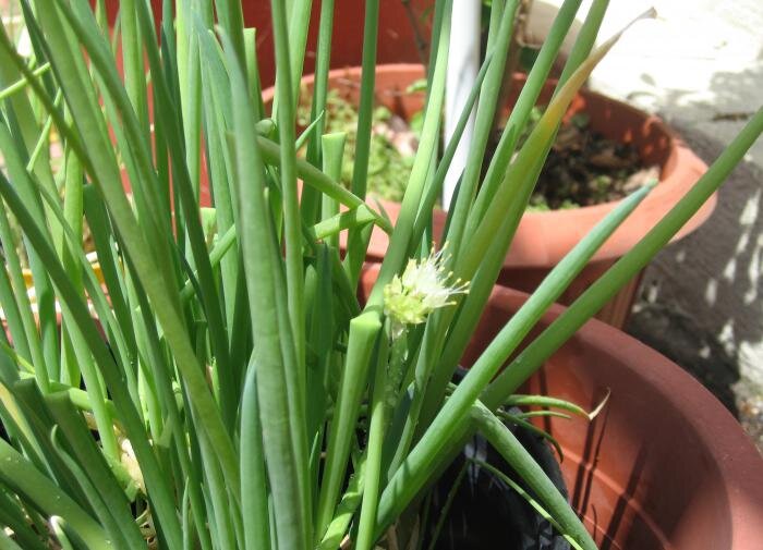 Как вырастить витаминный лук, который радует с самого начала весны