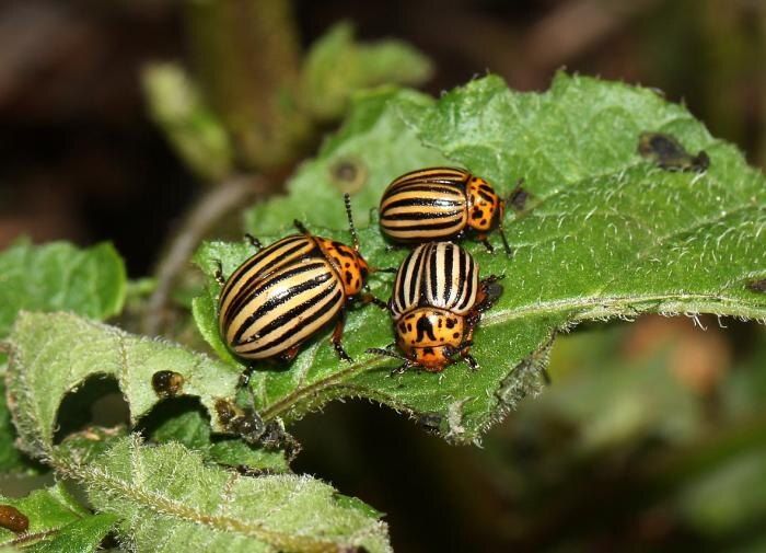 Что делать с колорадскими жуками после цветения картофеля