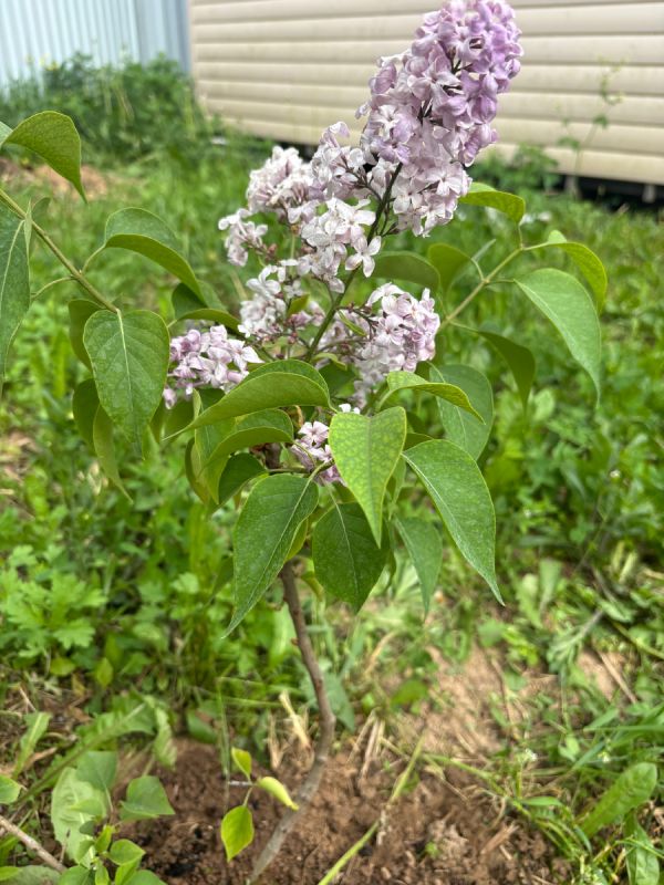 Секреты успешного роста сирени: советы по уходу