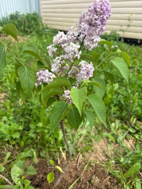 Секреты успешного роста сирени: советы по уходу