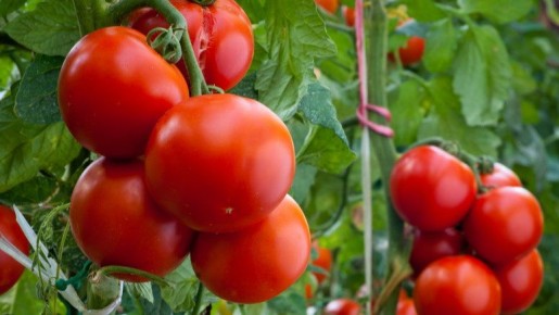 Как продлить плодоношение томатов с помощью аптечного средства всего за 67 рублей