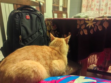 Оплата за фото в комментариях: новые ограничения и их последствия